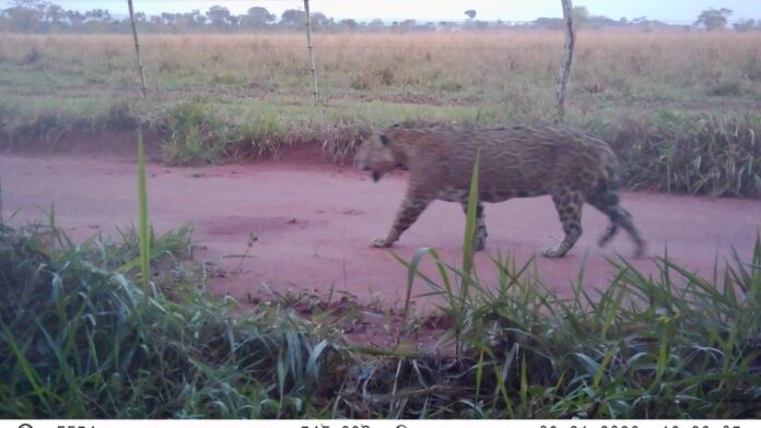 Onça-pintada Theodoro andou dezenas de quilômetros, desabou de cansaço na beira de uma rodovia em SP e só voltou à mata quando abriram a cerca Onça-pintada Theodoro andou dezenas de quilômetros, desabou de cansaço na beira de uma rodovia em SP e só voltou à mata quando abriram a cerca