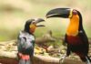 O tucano sumiu da Floresta da Tijuca em 1968; 47 aves foram soltas e, 53 anos depois, elas fazem 76% do trabalho que a floresta esperava delas O tucano sumiu da Floresta da Tijuca em 1968; 47 aves foram soltas e, 53 anos depois, elas fazem 76% do trabalho que a floresta esperava delas