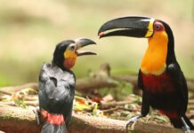 O tucano sumiu da Floresta da Tijuca em 1968; 47 aves foram soltas e, 53 anos depois, elas fazem 76% do trabalho que a floresta esperava delas O tucano sumiu da Floresta da Tijuca em 1968; 47 aves foram soltas e, 53 anos depois, elas fazem 76% do trabalho que a floresta esperava delas