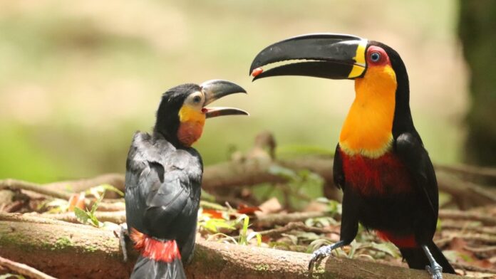 O tucano sumiu da Floresta da Tijuca em 1968; 47 aves foram soltas e, 53 anos depois, elas fazem 76% do trabalho que a floresta esperava delas O tucano sumiu da Floresta da Tijuca em 1968; 47 aves foram soltas e, 53 anos depois, elas fazem 76% do trabalho que a floresta esperava delas