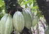 O chocolate nasceu na Amazônia: povos do alto Amazonas já usavam cacau há 5.300 anos, muito antes dos maias O chocolate nasceu na Amazônia: povos do alto Amazonas já usavam cacau há 5.300 anos, muito antes dos maias