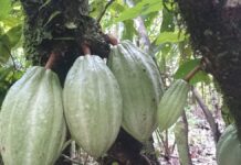 O chocolate nasceu na Amazônia: povos do alto Amazonas já usavam cacau há 5.300 anos, muito antes dos maias O chocolate nasceu na Amazônia: povos do alto Amazonas já usavam cacau há 5.300 anos, muito antes dos maias