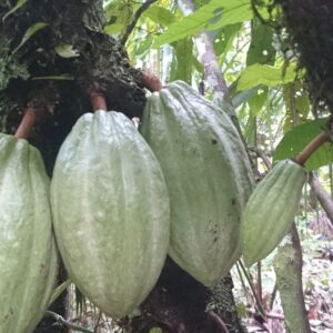 O chocolate nasceu na Amazônia: povos do alto Amazonas já usavam cacau há 5.300 anos, muito antes dos maias O chocolate nasceu na Amazônia: povos do alto Amazonas já usavam cacau há 5.300 anos, muito antes dos maias