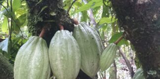 O chocolate nasceu na Amazônia: povos do alto Amazonas já usavam cacau há 5.300 anos, muito antes dos maias O chocolate nasceu na Amazônia: povos do alto Amazonas já usavam cacau há 5.300 anos, muito antes dos maias