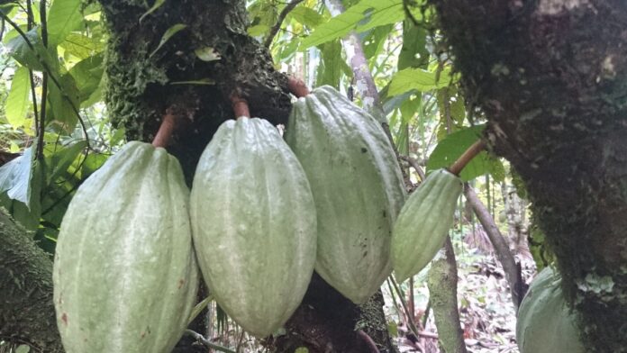 O chocolate nasceu na Amazônia: povos do alto Amazonas já usavam cacau há 5.300 anos, muito antes dos maias O chocolate nasceu na Amazônia: povos do alto Amazonas já usavam cacau há 5.300 anos, muito antes dos maias