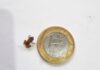 Sapo menor que uma moeda de 1 centavo é reencontrado na serra do Rio quatro anos depois de ser descoberto; ele já nasce sapinho, sem passar por girino Sapo menor que uma moeda de 1 centavo é reencontrado na serra do Rio quatro anos depois de ser descoberto; ele já nasce sapinho, sem passar por girino