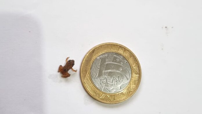 Sapo menor que uma moeda de 1 centavo é reencontrado na serra do Rio quatro anos depois de ser descoberto; ele já nasce sapinho, sem passar por girino Sapo menor que uma moeda de 1 centavo é reencontrado na serra do Rio quatro anos depois de ser descoberto; ele já nasce sapinho, sem passar por girino