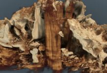 Há 10.500 anos, caçadores espetaram o crânio de um auroque numa estaca ao lado de um túmulo; a tomografia achou a madeira escondida dentro do osso Há 10.500 anos, caçadores espetaram o crânio de um auroque numa estaca ao lado de um túmulo; a tomografia achou a madeira escondida dentro do osso
