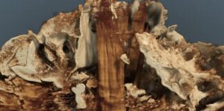 Há 10.500 anos, caçadores espetaram o crânio de um auroque numa estaca ao lado de um túmulo; a tomografia achou a madeira escondida dentro do osso Há 10.500 anos, caçadores espetaram o crânio de um auroque numa estaca ao lado de um túmulo; a tomografia achou a madeira escondida dentro do osso