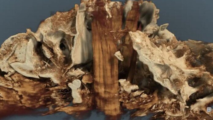 Há 10.500 anos, caçadores espetaram o crânio de um auroque numa estaca ao lado de um túmulo; a tomografia achou a madeira escondida dentro do osso Há 10.500 anos, caçadores espetaram o crânio de um auroque numa estaca ao lado de um túmulo; a tomografia achou a madeira escondida dentro do osso