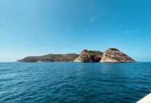 Alcatrazes já foi alvo de tiros da Marinha; dez anos depois de virar refúgio, o arquipélago de SP virou lugar de acasalamento de um tubarão criticamente ameaçado Alcatrazes já foi alvo de tiros da Marinha; dez anos depois de virar refúgio, o arquipélago de SP virou lugar de acasalamento de um tubarão criticamente ameaçado