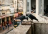 Gralhas selvagens na Cornualha esperam na fila para comer ao lado de parceiros e parentes, e o custo de ficar juntas pode render ganhos a longo prazo Gralhas selvagens na Cornualha esperam na fila para comer ao lado de parceiros e parentes, e o custo de ficar juntas pode render ganhos a longo prazo