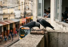 Gralhas selvagens na Cornualha esperam na fila para comer ao lado de parceiros e parentes, e o custo de ficar juntas pode render ganhos a longo prazo Gralhas selvagens na Cornualha esperam na fila para comer ao lado de parceiros e parentes, e o custo de ficar juntas pode render ganhos a longo prazo