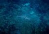 Estudo na Nature mostra quase metade das espécies de coral sob risco de extinção em 2020 e um super El Niño já pressiona os recifes Estudo na Nature mostra quase metade das espécies de coral sob risco de extinção em 2020 e um super El Niño já pressiona os recifes