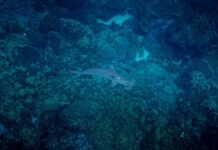 Estudo na Nature mostra quase metade das espécies de coral sob risco de extinção em 2020 e um super El Niño já pressiona os recifes Estudo na Nature mostra quase metade das espécies de coral sob risco de extinção em 2020 e um super El Niño já pressiona os recifes