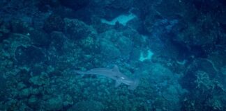 Estudo na Nature mostra quase metade das espécies de coral sob risco de extinção em 2020 e um super El Niño já pressiona os recifes Estudo na Nature mostra quase metade das espécies de coral sob risco de extinção em 2020 e um super El Niño já pressiona os recifes
