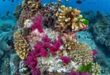 Corais branqueados se recuperam por completo em sete semanas após breve contato com corais saudáveis, mostra teste de laboratório de Stanford Corais branqueados se recuperam por completo em sete semanas após breve contato com corais saudáveis, mostra teste de laboratório de Stanford