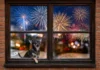 Fogos de artifício assustam cães, gatos e animais de criação; veja como reduzir o estresse em casa Fogos de artifício assustam cães, gatos e animais de criação; veja como reduzir o estresse em casa