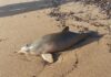 Filhotes do golfinho mais ameaçado do Atlântico Sul viajam do RS a Florianópolis com escolta policial; o recorde de sobrevivência de um filhote assim em SC é de 43 dias Filhotes do golfinho mais ameaçado do Atlântico Sul viajam do RS a Florianópolis com escolta policial; o recorde de sobrevivência de um filhote assim em SC é de 43 dias