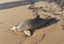 Filhotes do golfinho mais ameaçado do Atlântico Sul viajam do RS a Florianópolis com escolta policial; o recorde de sobrevivência de um filhote assim em SC é de 43 dias Filhotes do golfinho mais ameaçado do Atlântico Sul viajam do RS a Florianópolis com escolta policial; o recorde de sobrevivência de um filhote assim em SC é de 43 dias
