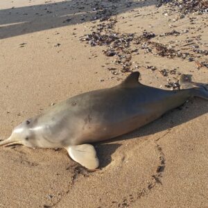 Filhotes do golfinho mais ameaçado do Atlântico Sul viajam do RS a Florianópolis com escolta policial; o recorde de sobrevivência de um filhote assim em SC é de 43 dias Filhotes do golfinho mais ameaçado do Atlântico Sul viajam do RS a Florianópolis com escolta policial; o recorde de sobrevivência de um filhote assim em SC é de 43 dias