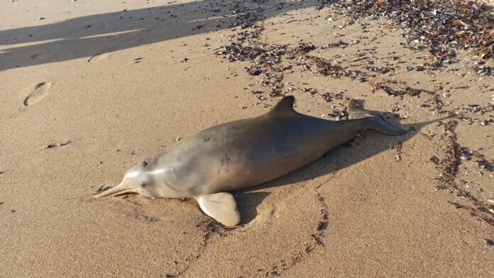 Filhotes do golfinho mais ameaçado do Atlântico Sul viajam do RS a Florianópolis com escolta policial; o recorde de sobrevivência de um filhote assim em SC é de 43 dias Filhotes do golfinho mais ameaçado do Atlântico Sul viajam do RS a Florianópolis com escolta policial; o recorde de sobrevivência de um filhote assim em SC é de 43 dias