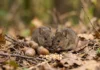 Cientistas mapeiam 22 tecidos de camundongos após oito semanas de corrida e mostram que o exercício muda órgãos além do músculo Cientistas mapeiam 22 tecidos de camundongos após oito semanas de corrida e mostram que o exercício muda órgãos além do músculo