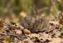 Cientistas mapeiam 22 tecidos de camundongos após oito semanas de corrida e mostram que o exercício muda órgãos além do músculo Cientistas mapeiam 22 tecidos de camundongos após oito semanas de corrida e mostram que o exercício muda órgãos além do músculo
