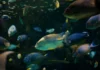 Estudo cruza 861 áreas marinhas protegidas com rastreamento de navios e mostra que a pesca aumentou em 58% delas desde 2012 Estudo cruza 861 áreas marinhas protegidas com rastreamento de navios e mostra que a pesca aumentou em 58% delas desde 2012