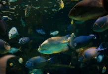 Estudo cruza 861 áreas marinhas protegidas com rastreamento de navios e mostra que a pesca aumentou em 58% delas desde 2012 Estudo cruza 861 áreas marinhas protegidas com rastreamento de navios e mostra que a pesca aumentou em 58% delas desde 2012