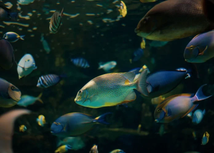 Estudo cruza 861 áreas marinhas protegidas com rastreamento de navios e mostra que a pesca aumentou em 58% delas desde 2012 Estudo cruza 861 áreas marinhas protegidas com rastreamento de navios e mostra que a pesca aumentou em 58% delas desde 2012