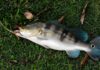 Pescador fisga tucunaré-azul de 68 centímetros no rio Paranaíba, empata o recorde brasileiro e devolve o peixe à água Pescador fisga tucunaré-azul de 68 centímetros no rio Paranaíba, empata o recorde brasileiro e devolve o peixe à água