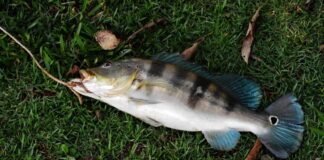 Pescador fisga tucunaré-azul de 68 centímetros no rio Paranaíba, empata o recorde brasileiro e devolve o peixe à água Pescador fisga tucunaré-azul de 68 centímetros no rio Paranaíba, empata o recorde brasileiro e devolve o peixe à água