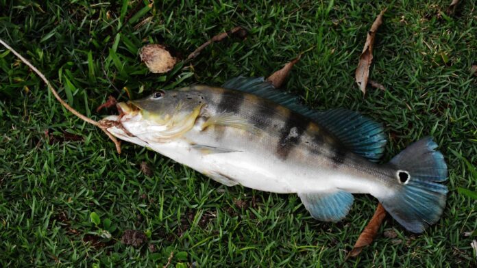 Pescador fisga tucunaré-azul de 68 centímetros no rio Paranaíba, empata o recorde brasileiro e devolve o peixe à água Pescador fisga tucunaré-azul de 68 centímetros no rio Paranaíba, empata o recorde brasileiro e devolve o peixe à água