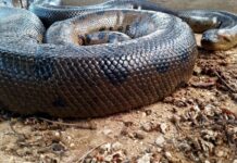 Por que a sucuri, a cobra mais pesada do mundo, quase nunca ataca gente? O que a ciência sabe sobre o comportamento real do gigante dos rios Por que a sucuri, a cobra mais pesada do mundo, quase nunca ataca gente? O que a ciência sabe sobre o comportamento real do gigante dos rios