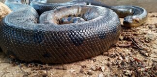 Por que a sucuri, a cobra mais pesada do mundo, quase nunca ataca gente? O que a ciência sabe sobre o comportamento real do gigante dos rios Por que a sucuri, a cobra mais pesada do mundo, quase nunca ataca gente? O que a ciência sabe sobre o comportamento real do gigante dos rios