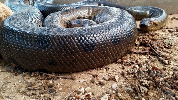 Por que a sucuri, a cobra mais pesada do mundo, quase nunca ataca gente? O que a ciência sabe sobre o comportamento real do gigante dos rios Por que a sucuri, a cobra mais pesada do mundo, quase nunca ataca gente? O que a ciência sabe sobre o comportamento real do gigante dos rios