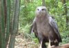A águia-cinzenta é uma das maiores aves de rapina do Brasil e tem menos de mil adultos no país; quase ninguém já viu uma A águia-cinzenta é uma das maiores aves de rapina do Brasil e tem menos de mil adultos no país; quase ninguém já viu uma
