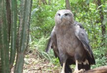 A águia-cinzenta é uma das maiores aves de rapina do Brasil e tem menos de mil adultos no país; quase ninguém já viu uma A águia-cinzenta é uma das maiores aves de rapina do Brasil e tem menos de mil adultos no país; quase ninguém já viu uma