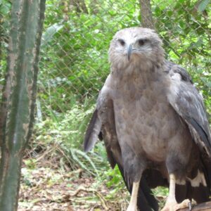 A águia-cinzenta é uma das maiores aves de rapina do Brasil e tem menos de mil adultos no país; quase ninguém já viu uma A águia-cinzenta é uma das maiores aves de rapina do Brasil e tem menos de mil adultos no país; quase ninguém já viu uma