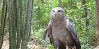 A águia-cinzenta é uma das maiores aves de rapina do Brasil e tem menos de mil adultos no país; quase ninguém já viu uma A águia-cinzenta é uma das maiores aves de rapina do Brasil e tem menos de mil adultos no país; quase ninguém já viu uma