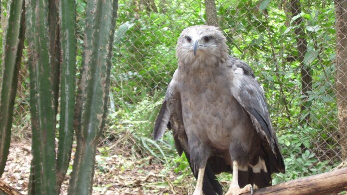 A águia-cinzenta é uma das maiores aves de rapina do Brasil e tem menos de mil adultos no país; quase ninguém já viu uma A águia-cinzenta é uma das maiores aves de rapina do Brasil e tem menos de mil adultos no país; quase ninguém já viu uma