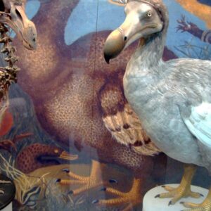 Dodô extinto há mais de 360 anos pode voltar? Empresa já cultivou células de pombo que levariam ao 'novo dodô', mas cientistas questionam Dodô extinto há mais de 360 anos pode voltar? Empresa já cultivou células de pombo que levariam ao 'novo dodô', mas cientistas questionam