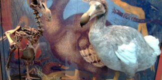 Dodô extinto há mais de 360 anos pode voltar? Empresa já cultivou células de pombo que levariam ao 'novo dodô', mas cientistas questionam Dodô extinto há mais de 360 anos pode voltar? Empresa já cultivou células de pombo que levariam ao 'novo dodô', mas cientistas questionam