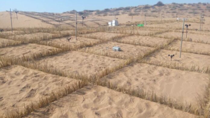 A China domou um deserto com quadrados de palha para salvar uma ferrovia; 70 anos depois, a vegetação cobre 42% da área que era areia pura A China domou um deserto com quadrados de palha para salvar uma ferrovia; 70 anos depois, a vegetação cobre 42% da área que era areia pura