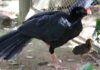 O mutum-de-alagoas sumiu da natureza há 40 anos e a espécie recomeçou com só cinco aves; hoje casais voltam às matas do Nordeste O mutum-de-alagoas sumiu da natureza há 40 anos e a espécie recomeçou com só cinco aves; hoje casais voltam às matas do Nordeste