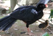 O mutum-de-alagoas sumiu da natureza há 40 anos e a espécie recomeçou com só cinco aves; hoje casais voltam às matas do Nordeste O mutum-de-alagoas sumiu da natureza há 40 anos e a espécie recomeçou com só cinco aves; hoje casais voltam às matas do Nordeste