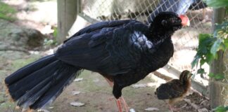 O mutum-de-alagoas sumiu da natureza há 40 anos e a espécie recomeçou com só cinco aves; hoje casais voltam às matas do Nordeste O mutum-de-alagoas sumiu da natureza há 40 anos e a espécie recomeçou com só cinco aves; hoje casais voltam às matas do Nordeste