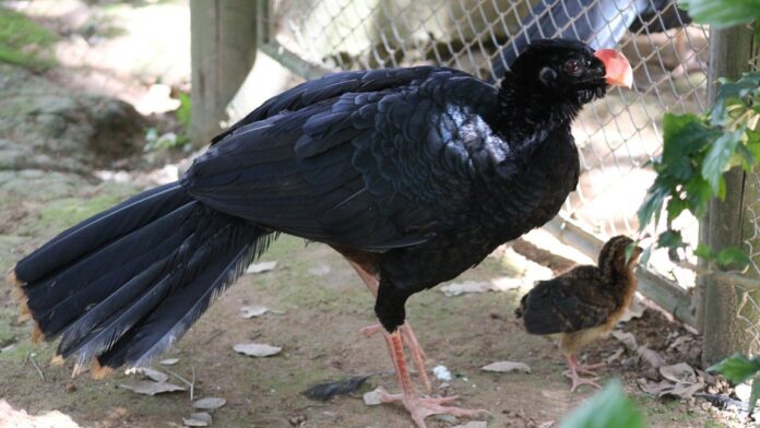 O mutum-de-alagoas sumiu da natureza há 40 anos e a espécie recomeçou com só cinco aves; hoje casais voltam às matas do Nordeste O mutum-de-alagoas sumiu da natureza há 40 anos e a espécie recomeçou com só cinco aves; hoje casais voltam às matas do Nordeste