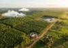 Florestas plantadas já somam mais de 300 milhões de hectares e retiram 2,2 bilhões de toneladas de CO₂ por ano, mas três quartos do potencial futuro esbarram em barreiras sociais Florestas plantadas já somam mais de 300 milhões de hectares e retiram 2,2 bilhões de toneladas de CO₂ por ano, mas três quartos do potencial futuro esbarram em barreiras sociais